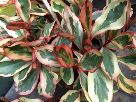 The Ultimate Guide to Peperomia Varieties | Houseplant Resource Center