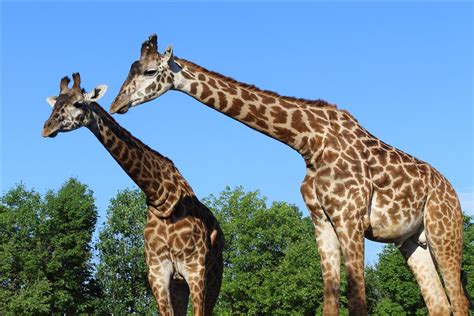 Toronto Zoo | Animals