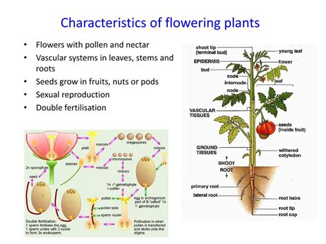 PPT - Biology 2B PowerPoint Presentation, free download - ID:5301202