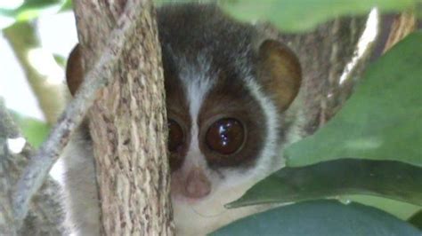 The grey slender loris: Conservation success in Sri Lanka - BBC News