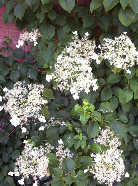 hydrangea petiolaris – Rainbow Plants