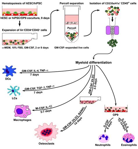 JCI - Generation of mature human myelomonocytic cells through expansion ...