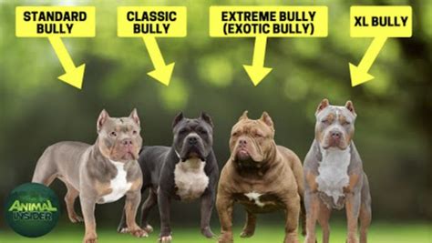 American Bully Standard