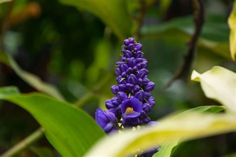 How to Grow and Care for Flowering Ginger