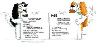 Haemorrhagic Gastroenteritis (HGE) – Cavalier Matters