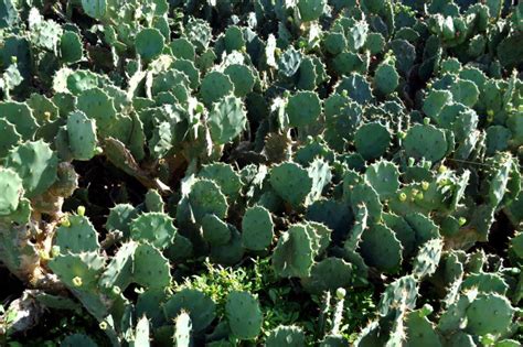 Free picture: field, cactus