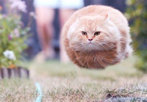 Hovercat Is Hovering