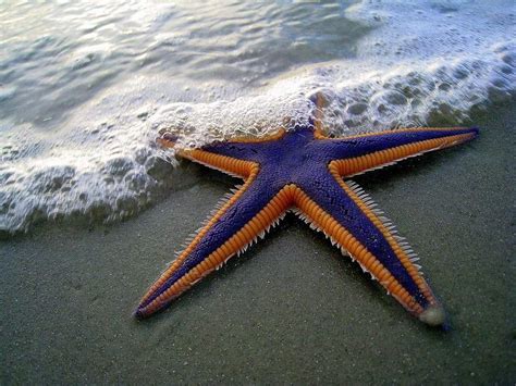 Fun Facts about the Royal Starfish | Wild Animals! Amino