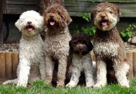 Lagotto Romagnolo - Dog Breed information and images - K9RL