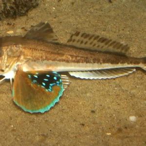 Tub gurnard - Facts, Diet, Habitat & Pictures on Animalia.bio