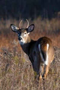 What is a Spike Buck? [Answered with Photos] - World Deer