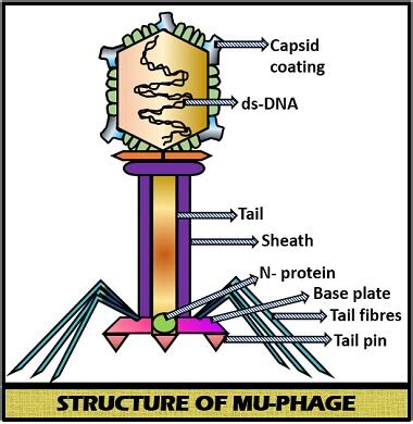 What is Mu Phage? History, Structure, Genome & Life Cycle - Biology Reader