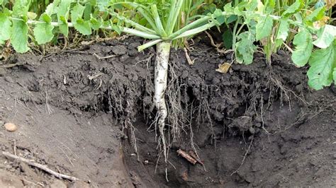 Tillage Radish Cover Crop to supplement your soil | Prairie farm ...