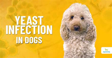 Can Lips Get Yeast Infection From Probiotics In Dogs | Lipstutorial.org