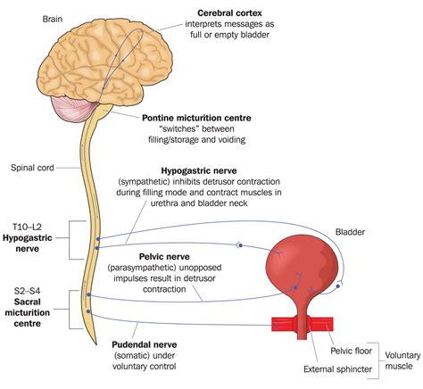 Overactive Bladder: Causes, Diagnosis and Treatments - menMD