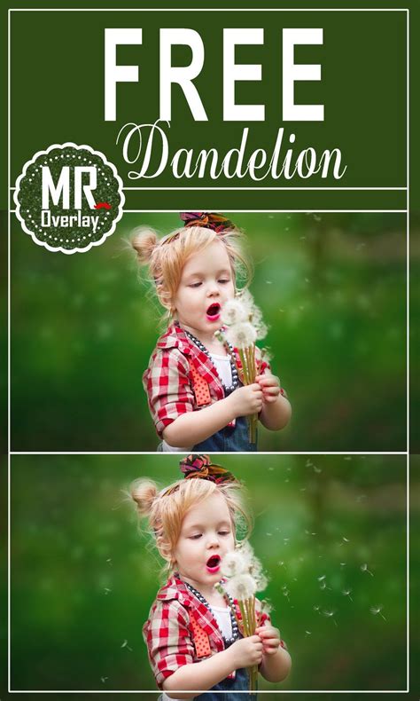 FREE dandelion flower Photo Overlays, Photoshop overlay – MR.Overlay Photoshop Elements, Overlay ...