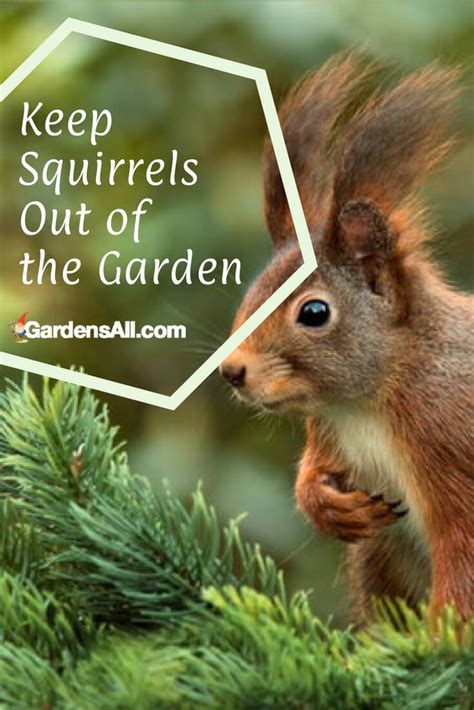 Do Squirrels Eat Tomatoes? - GardensAll - Pests