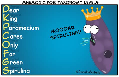 Mnemonic for Taxonomy Levels in Classification - SCIENCE WITH THE AMOEBA SISTERS