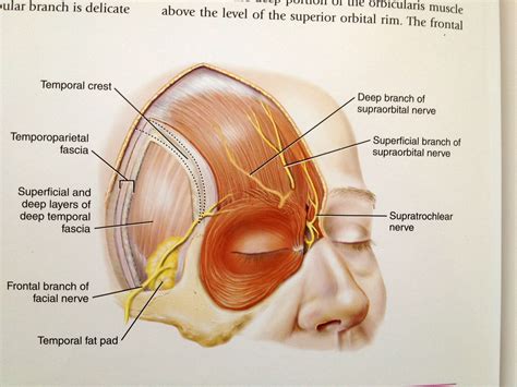 frontal branch of facial nerve | Facial Anatomy | Pinterest | Autoimmune disease and Autoimmune