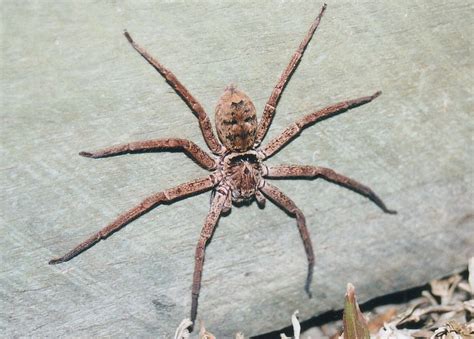 Brown Huntsman Spider - Heteropoda jugulans or H. cervina