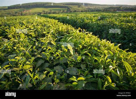 Kenya, near Kericho, tea plantation Stock Photo - Alamy