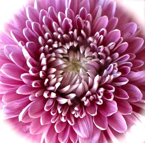 Pink Chrysanthemum Photograph by Venetia Featherstone-Witty