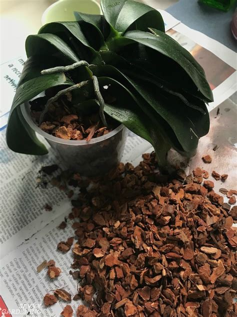 Phalaenopsis Orchid Repotting: The Step-by-Step Process