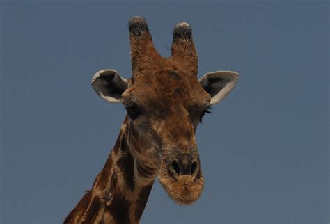 Safari to Zambia | Giraffe Safari