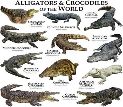 Alligators and Crocodiles of the World Poster Print - Etsy | Saltwater crocodile, Crocodile ...