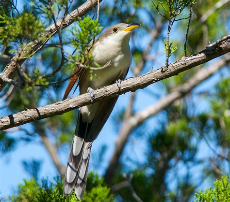 Bird of the Week: Yellow-billed Cuckoo – Travis Audubon