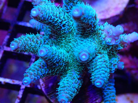 FG Blue Planet Corals | Frag Garage