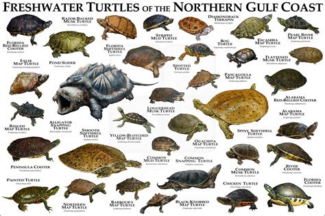 Freshwater Turtles of the Northern Gulf Coast Poster Print - inkart