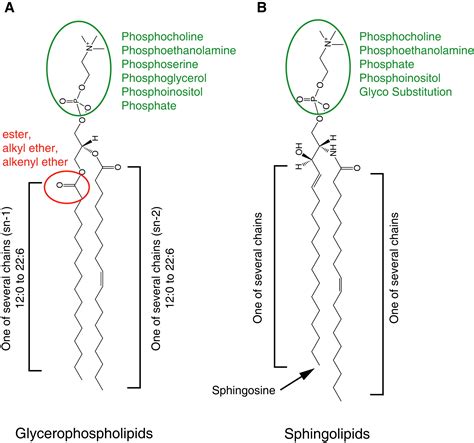 Glycerophospholipid Structure