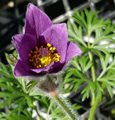 Pasque Flower (Pulsatilla) – Kahikatea Farm Certified Organic Nursery and Permaculture Farm