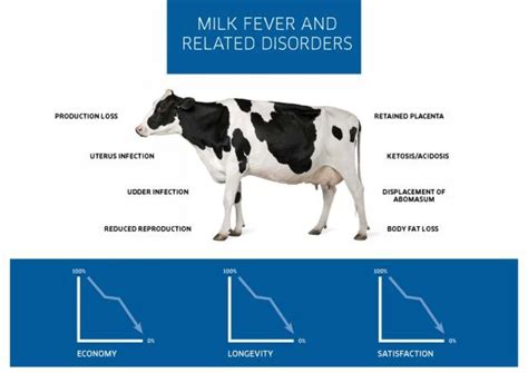 Understanding Milk Fever: Causes, Symptoms, and Treatment