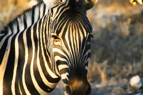 Zebra Close Up by sweetness34 on DeviantArt