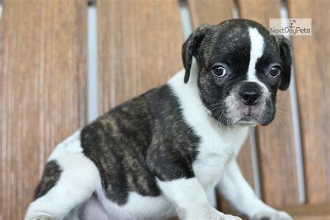 Frug Puppies for Sale from Reputable Dog Breeders