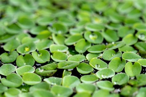 Could Duckweed Be The Next Big Vertical Farm Crop? – Hort, 54% OFF