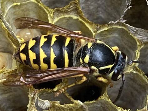 North Carolina Wasps: Pictures and Identification Tips - Green Nature