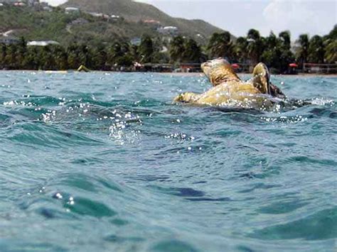 Snorkeling in St Kitts - St Kitts and Nevis visitor guide