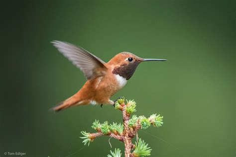 Rufous Hummingbird Mayhem