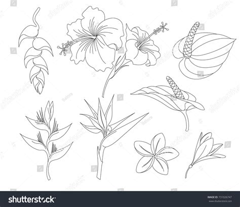 826,837 Tropical Flower Art Images, Stock Photos & Vectors | Shutterstock