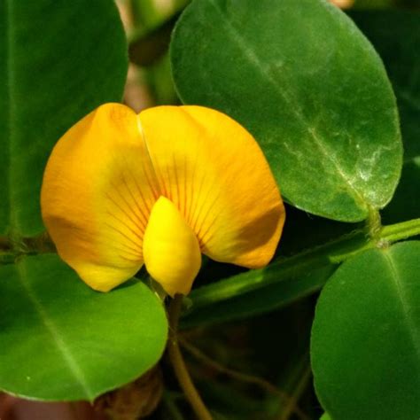 Arachis glabrata, Perennial Peanut - uploaded by @AmberSunrise