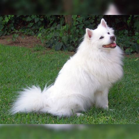 Indian Spitz Dog Breed