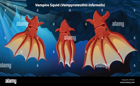 Vampire Squid (Vampyroteuthis infernalis) illustration Stock Vector Image & Art - Alamy