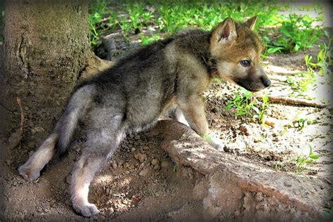 Wolf Pups Wallpapers - Wallpaper Cave