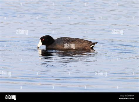 An American Coot duck swimming in water Stock Photo - Alamy