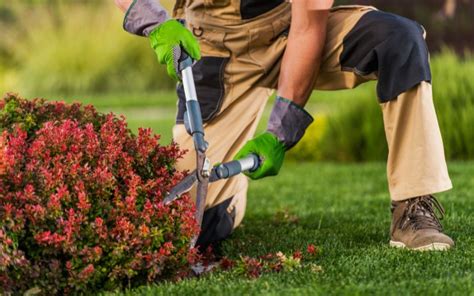 5 Steps to Perfect Landscape Plants | Landscaping Geelong