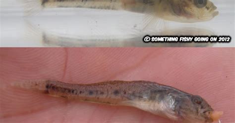 Something Fishy Going On: An idiot's guide to U.K. goby identification.