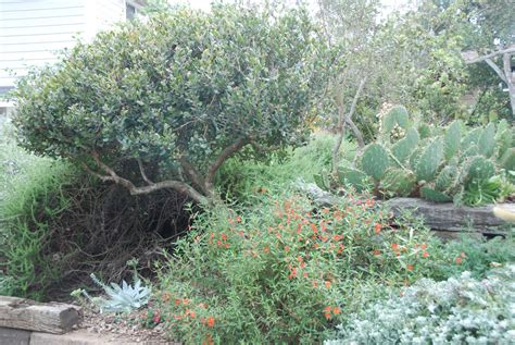 A California Native Plant Garden in San Diego County: More Chaparral Shrubs for the Garden